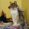 Отзыв от Наиля Трифонова